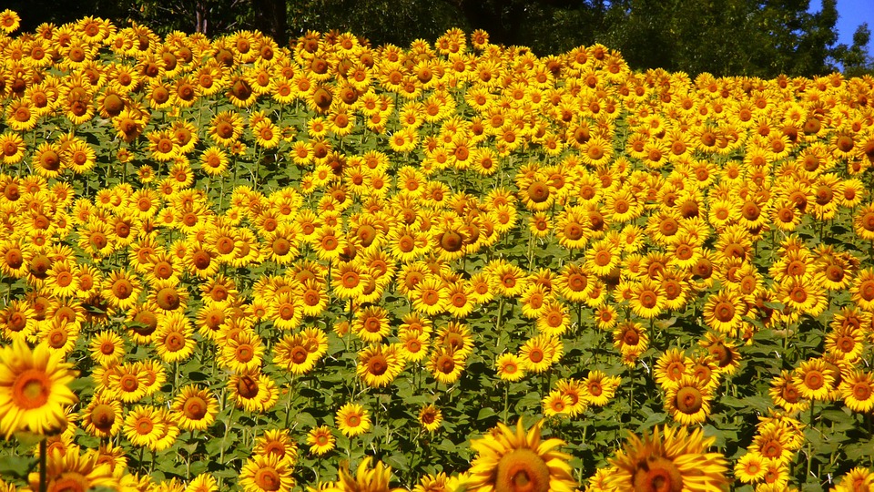 girasole significato