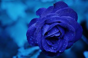 rose blu significato